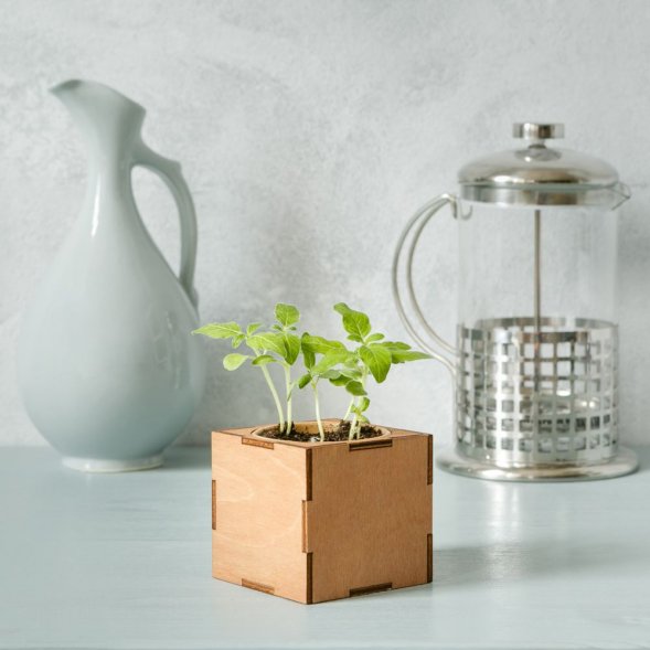 Набор для выращивания «Экокуб Lite», ель голубая 