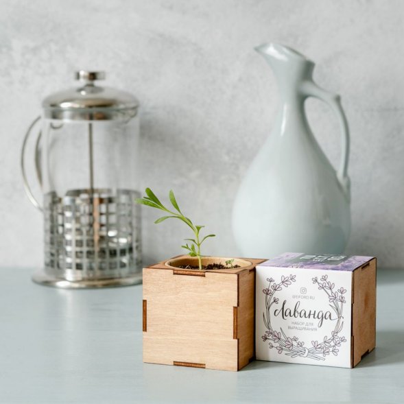 Набор для выращивания «Экокуб Lite», лаванда 