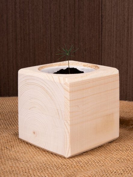 Набор для выращивания «Экокуб», сосна 