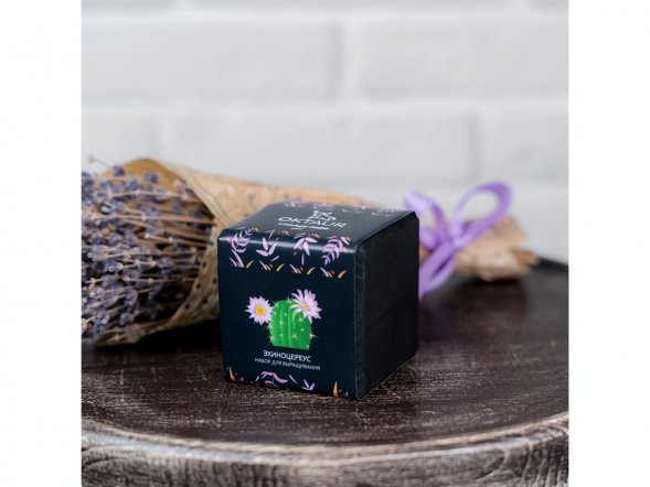 Набор для выращивания Small village cube Эхиноцереус 