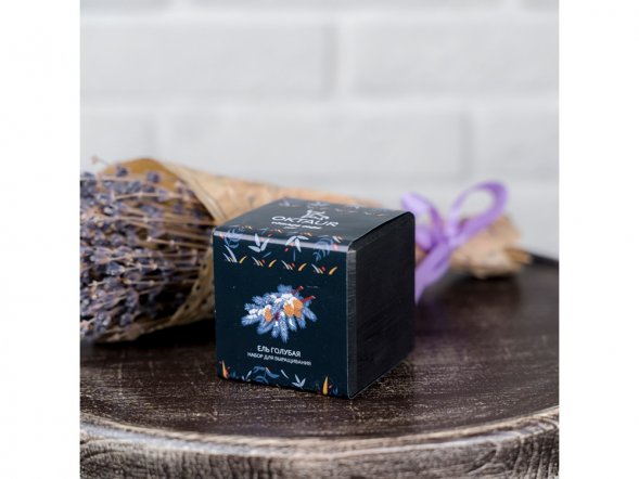 Набор для выращивания Small village cube Ель Голубая 