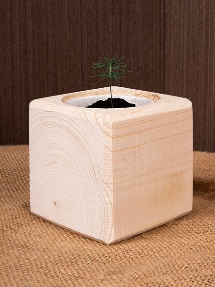 Набор для выращивания «Экокуб», ель голубая 