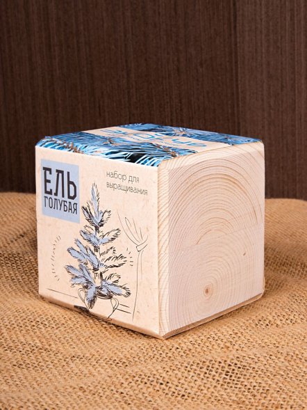 Набор для выращивания «Экокуб», ель голубая 