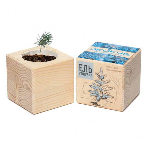 Набор для выращивания «Экокуб», ель голубая 