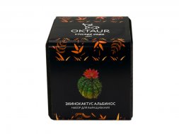 Набор для выращивания Small village cube Эхинокактус Альбинос