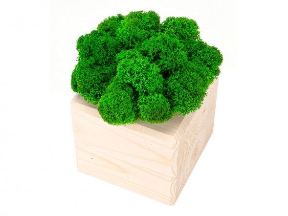 Композиция Мох в интерьере дерево, зеленый 