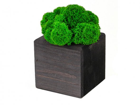 Композиция Мох в интерьере эбен, зеленый 