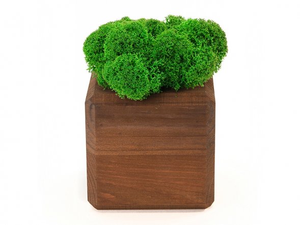 Композиция Мох в интерьере мокко, зеленый 