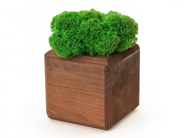 Композиция Мох в интерьере мокко, зеленый 