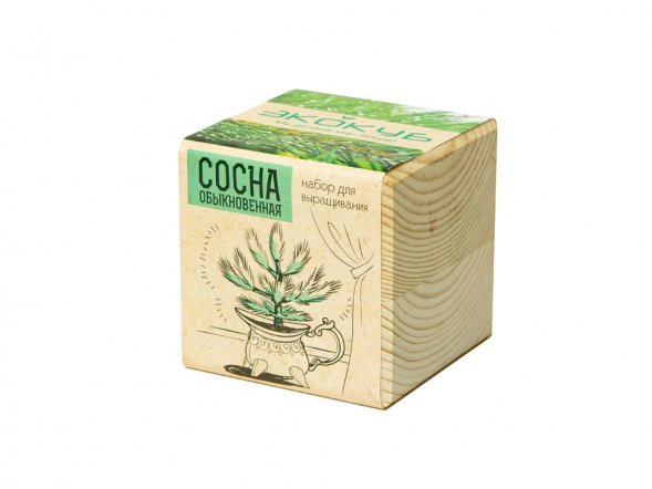 Набор для выращивания Экокуб Classic Сосна обыкновенная 