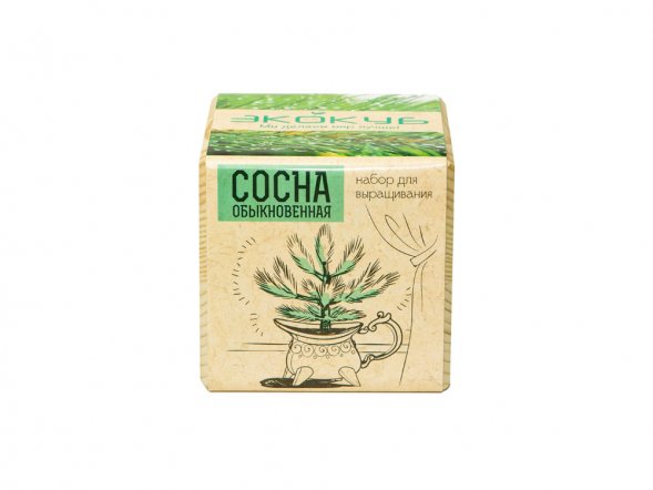 Набор для выращивания Экокуб Classic Сосна обыкновенная 