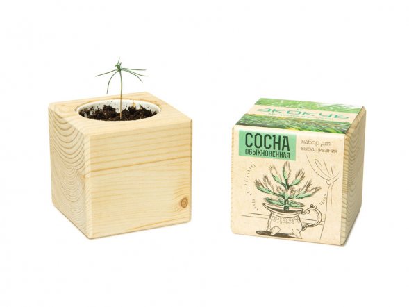 Набор для выращивания Экокуб Classic Сосна обыкновенная 