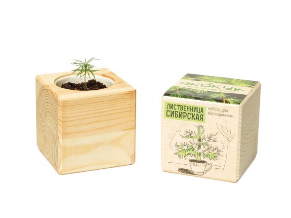 Набор для выращивания Экокуб Classic Лиственница Сибирская 