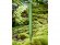 Шариковая ручка Terra из кукурузного пластика, moss green 